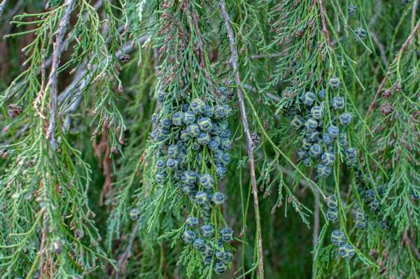  - Essential Oils